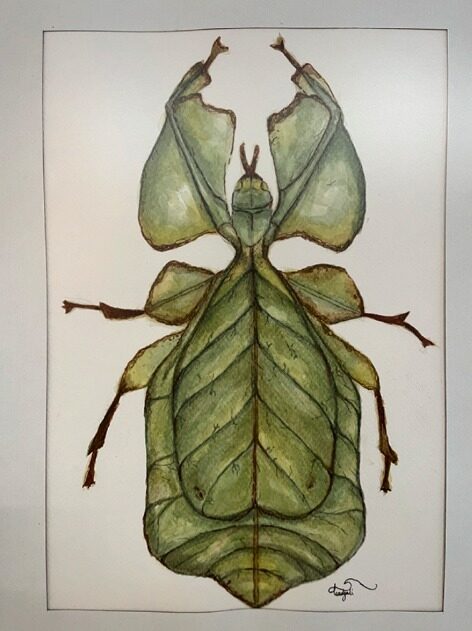 Insecto Hoja — Amedyali García